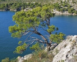 Aleppo-Kiefer am Meer. Kiefernzweige zur Gewinnung von Kiefernöl bio (Pinus halepensis) – Aleppo Kiefer für Aromatherapie und Schmerzlinderung.