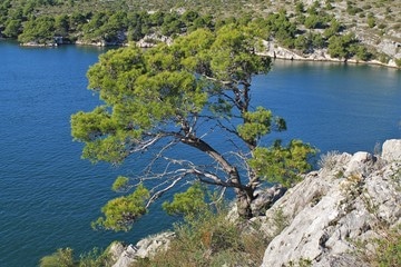 Aleppo-Kiefer am Meer. Kiefernzweige zur Gewinnung von Kiefernöl bio (Pinus halepensis) – Aleppo Kiefer für Aromatherapie und Schmerzlinderung.