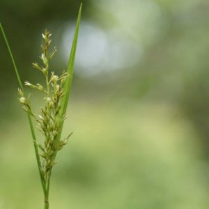 Ruchgras zur Herstellung von Flouve absolue 100% (Mariengras-Büffelgras)