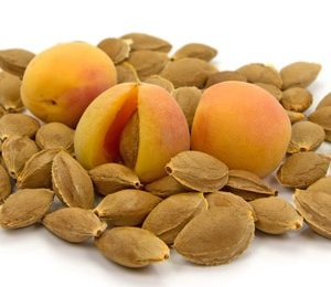 Aprikosenkerne zur Gewinnung von Aprikosenkernöl nativ bio