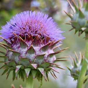 Artischoke blühend zur Gewinnung von Artischocke absolue
