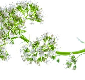 Baldrianpflanze zur Gewinnung von Baldrianwurzelöl (Valeriana officinalis) ätherisches Öl