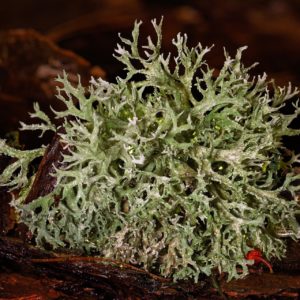 Baummoos_Flechte am Stamm zur Herstellung von Baummoos absolue