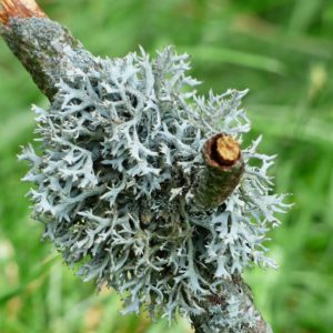 Baummoos an Ast zur Gewinnung von Baummoos absolue 60% (Alkoholverdünnung)