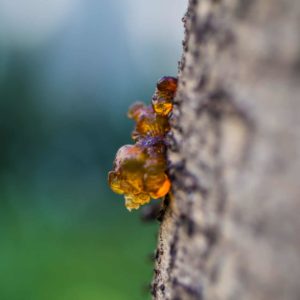 Birken mit Harztropfen zur Gewinnung von Birkenteer (ätherisches Öl)