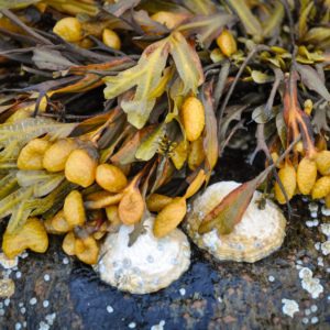 Blasentang am Strand zur Gewinnung von Alge absolue (fucus vesiculosus) 10% Alkoholverdünnung