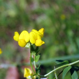 Bockshornklee mit Blüte zur Gewinnung von Bockshornklee absolue