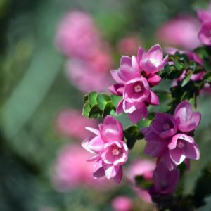 Lila Boroniablüten zur Gewinnung von Boronia absolue 5% (Alkoholverdünnung)