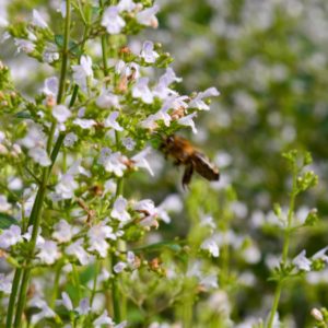 calamintha nepeta - kleinblütige Bergminze zur Gewinnung von Bergminze Nepita (ätherisches Öl)