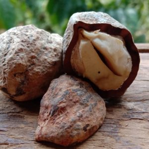 Candlenut_Kukuinus zur Gewinnung von Kukuinussöl Aloha bio