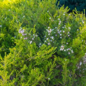 Cape May Busch zur Gewinnung von Cape May (ätherisches Öl)