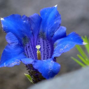 blauer Enzian zur Gewinnung von Enzian absolue (ätherisches Öl)