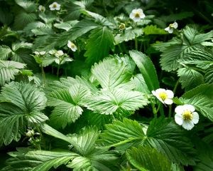 Erdbeerblätter zur Herstellung von Erdbeerblätter absolue 20% (Alkoholverdünnung)