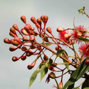 roter Eukalyptus camaldulensis zur Gewinnung von Eukalyptusöl camaldulensis bio