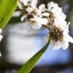 Fragonia Blüten – repräsentiert naturreines Fragoniaöl aus Wildwuchs in Australien - Agonis fragrans Blüten zur Gewinnung von Fragoniaöl (ätherisches Öl)