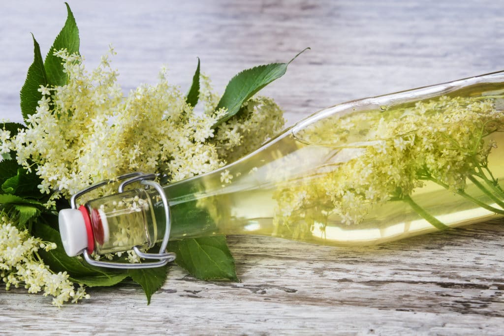 Holunderblüten mit Flasche gefüllt mit Holunderblütenwasser (Holunderblütenhydrolat)