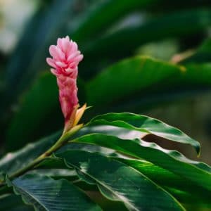 Ingwer Lilie - zur Gewinnung von Gingerlily (ätherisches Öl)