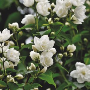 Jasminstrauch - Duftjasmin zur Gewinnung von Jasmin sambac absolue 20% (Alkoholverduennung)