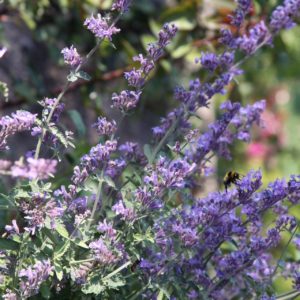 Nepeta cataria zur Gewinnung von Katzenminze - Nepeta cataria (ätherisches Öl)