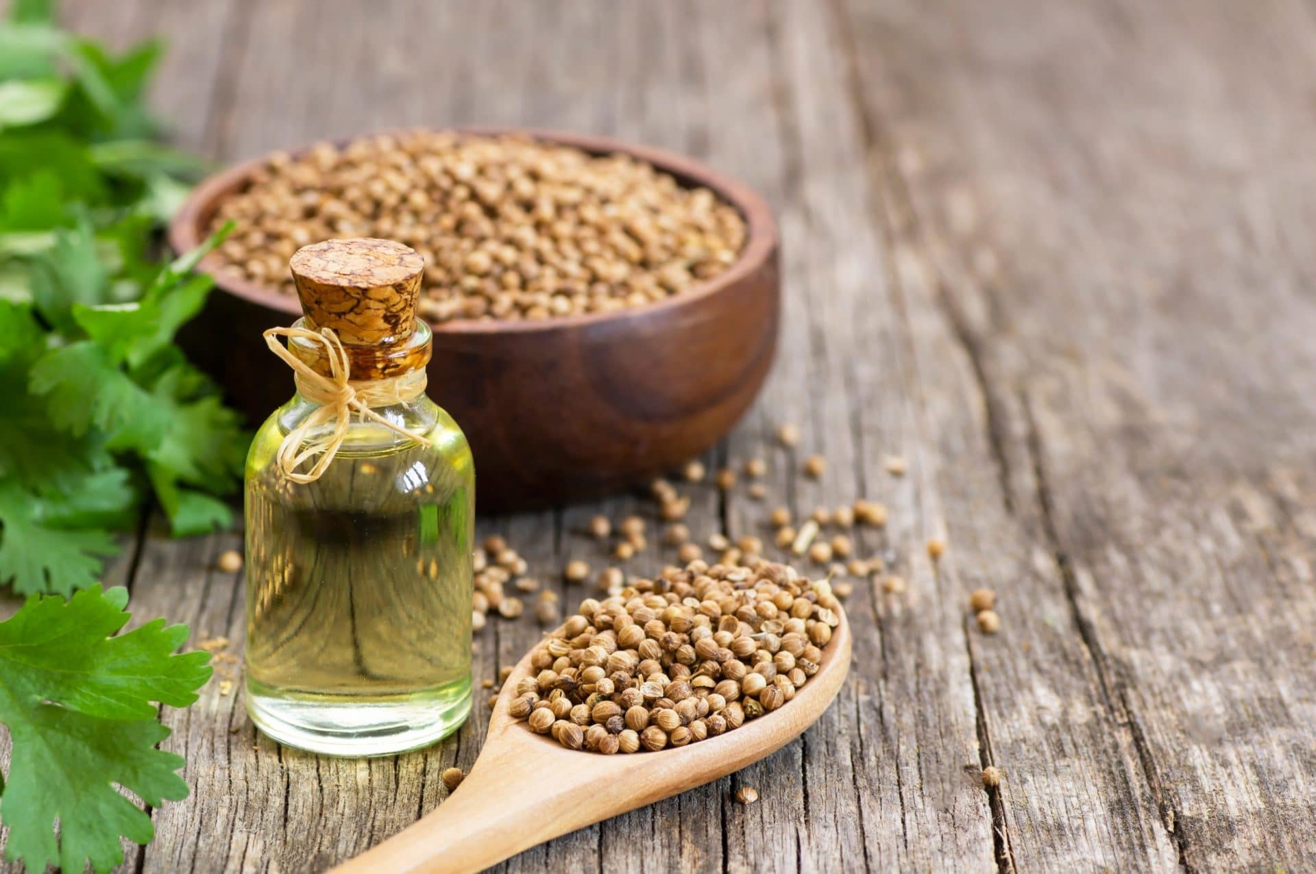 Koriandersamen und ätherisches Öl in Flasche zur Gewinnung von Koriandersamen Öl (Coriandrum sativum)