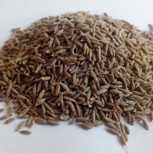 Kreuzkümmel_cumin zur Gewinnung von Kreuzkümmel bio (ätherisches Öl)