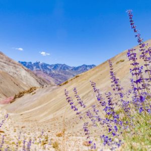 Lavendel im Hochland zur Gewinnung von Lavendelöl Hochland (1.500m) bio (ätherisches Öl)