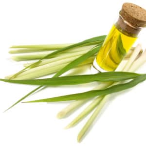 Zitronengras zur Herstellung von Airspray Lemongras bio (Raumspray)