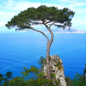 Meerkiefer zur Gewinnung von Meerkiefernadelöl bio (Pinus pinaster)