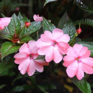 Komposition hergestelt für Morgenfrische bio Duftmischung (ätherisches Öl)