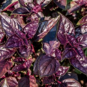 Nahaufnahme von Zimt-Basilikum (Ocimum basilicum) mit dunkelvioletten, glänzenden Blättern. Intensives Aroma mit würzig-süßem Zimtduft.