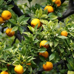 Orangenbaum mit leuchtend orangefarbenen Früchten und zarten Blüten – Ursprung des Bio-Orangenblütenhydrolats (Neroli)