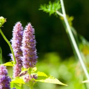 Patchouli-Pflanze zur Gewinnung von Patchouli bio (Pogostemon cablin) ätherisches Öl