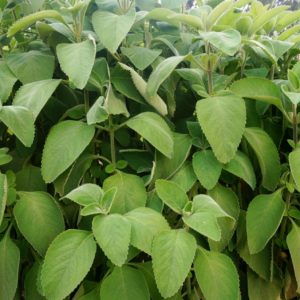 peumus boldus zur Gewuinnung von Boldoblätter (ätherisches Öl)