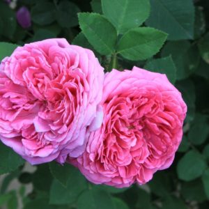 Rose Damascena für Rosenöl bio in Bio-Jojobaöl)