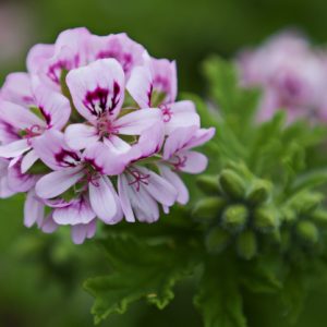 Blühende Rosengeranie (Pelargonium graveolens) zur Gewinnung von ätherischem Geranienöl Bourbon bio. Sanft duftende Blüten mit intensivem Aroma.