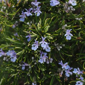 Blühender Rosmarin (Rosmarinus officinalis) mit zarten, violetten Blüten in der Natur – Basis für Bio-Rosmarinhydrolat Camphor aus Frankreich.