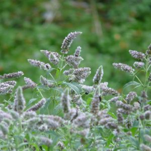 Rossminze zur Gewinnung von Rossminze - Waldminze bio (Mentha longifolia)
