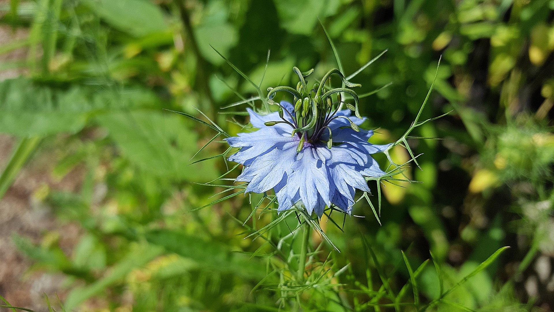 Nigella Sativa Blüte zur Gewinnung von Schwarzkümmelöl nativ bio