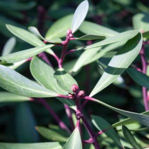 Bergpfefferplanze zur Gewinnung von Pfefferöl Tasmanien 100%