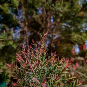 Blätter des Melaleuca linariifolia zur Gewinnung von Teebaumöl linariifolia