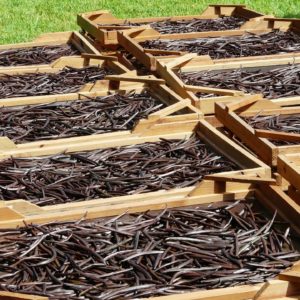 Vanilleschoten zur Herstellung von Vanille Bourbon Oleoresin bio 35% (Alkoholverdünnung)