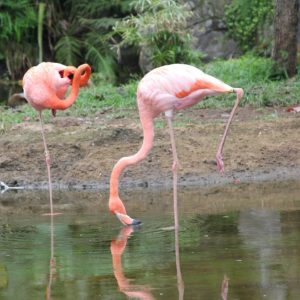 Vital sein mit Vital Duftmischung (ätherisches Öl)