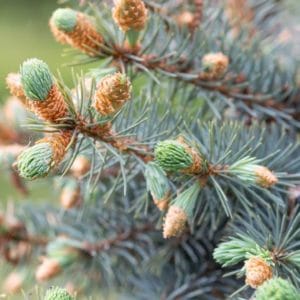 kanadische Weiss-Fichte zur Gewinnung von Weiß-Fichtenöl bio (ätherisches Öl)