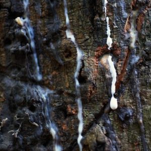 Gewinnung von Linaloe Wood Oil