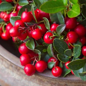 Wintergreen with berrys zur Gewinnung von Wintergrün bio (Gaultheria fragrantissima)