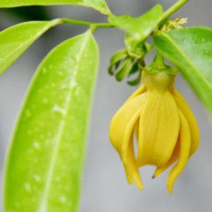 Ylang Ylang Blüte zur Gewinnung des kostbaren Ylang-Ylang-Öl complete Cananga odorata bio