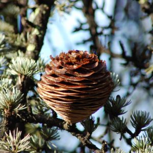 Zeder-Himalaya zur Herstellung von Airspray Himalaya bio (Raumspray)