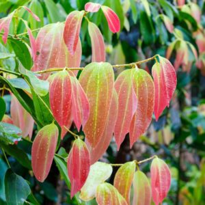 Cinnamomum zeylanicum Zimtzweige mit Blättern zur Gewinnung von Zimtzweige bio (ätherisches Öl)