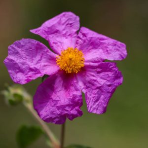 Cistrose (Cistus ladaniferus) in voller Blüte – leuchtend violette Blütenblätter mit gelber Mitte vor unscharfem, natürlichem Hintergrund.