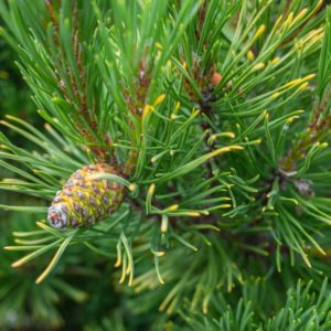 Schwarzkiefernzweig zur Gewinnung von Graukiefer (Pinus banksiana) ätherisches Öl